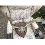 Vintage Mounted Antlers by Wilson kings lynn