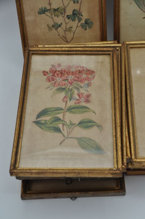 After William Curtis (British 1746-1799). 14 coloured botanical engravings in matching gilt frames - Image 6 of 8