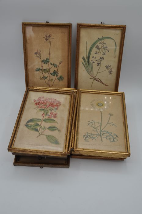 After William Curtis (British 1746-1799). 14 coloured botanical engravings in matching gilt frames - Image 3 of 8