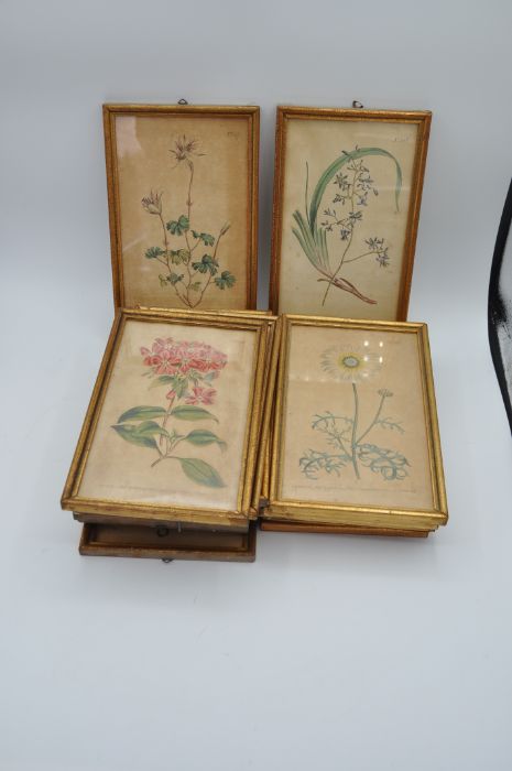 After William Curtis (British 1746-1799). 14 coloured botanical engravings in matching gilt frames - Image 2 of 8