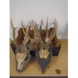 6 sets of roe deer antlers