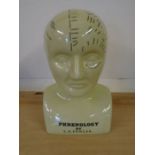 Phrenology head 12" tall