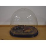 Taxidermy dome approx 43 cm wide 35cm tall