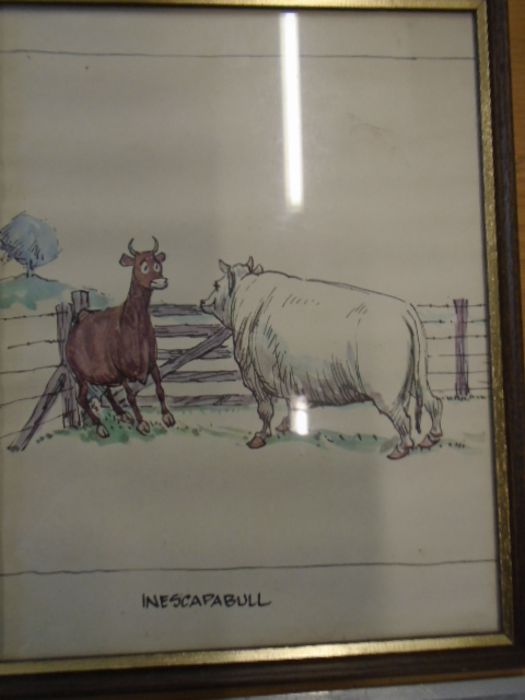 3 comical prints of cattle - Image 4 of 4