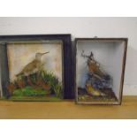 Antique taxidermy birds in cases, no fronts