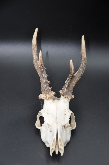 Unmounted roe deer antlers on skull