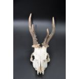 Unmounted roe deer antlers on skull