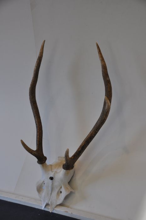 Red Deer Antlers unmounted - Image 2 of 2