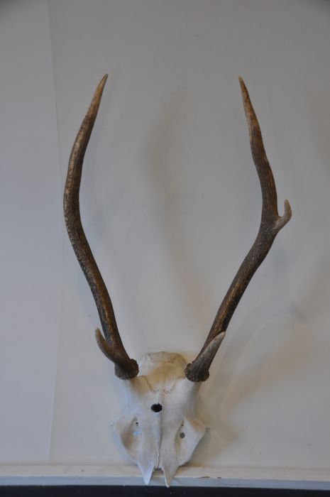 Red Deer Antlers unmounted