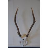 Red Deer Antlers unmounted