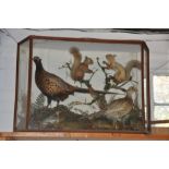 Taxidermy - A Victorian case containing a pair of pheasants; robin; pair of squirrels and a jack
