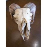 A Rams skull