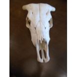 A Bovine skull