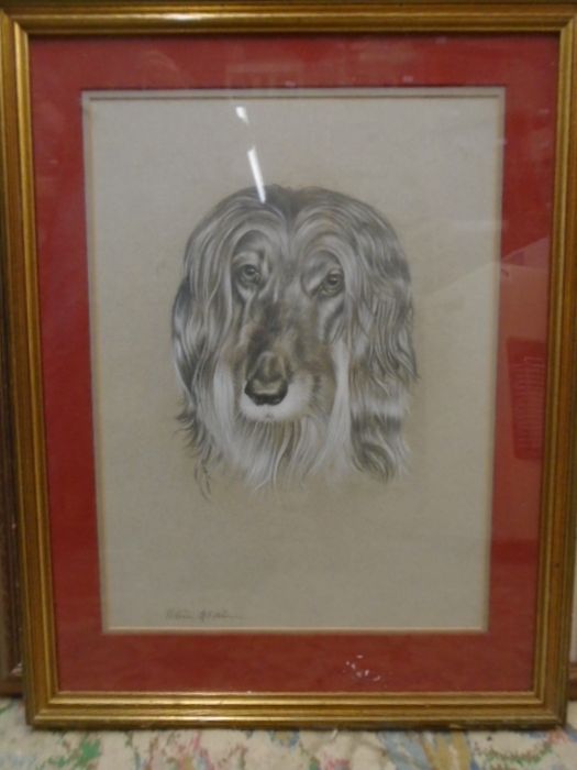 Robin Elvin pencil sketch of an Afghan hound 18x23"