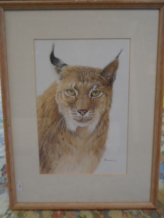 David Cook signed picture of a Lynx 14x18"