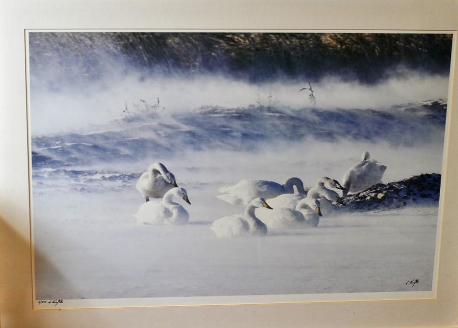 Chris Knights born 1939 in Norfolk 3/300 limited edition photographic print of winter swans signed