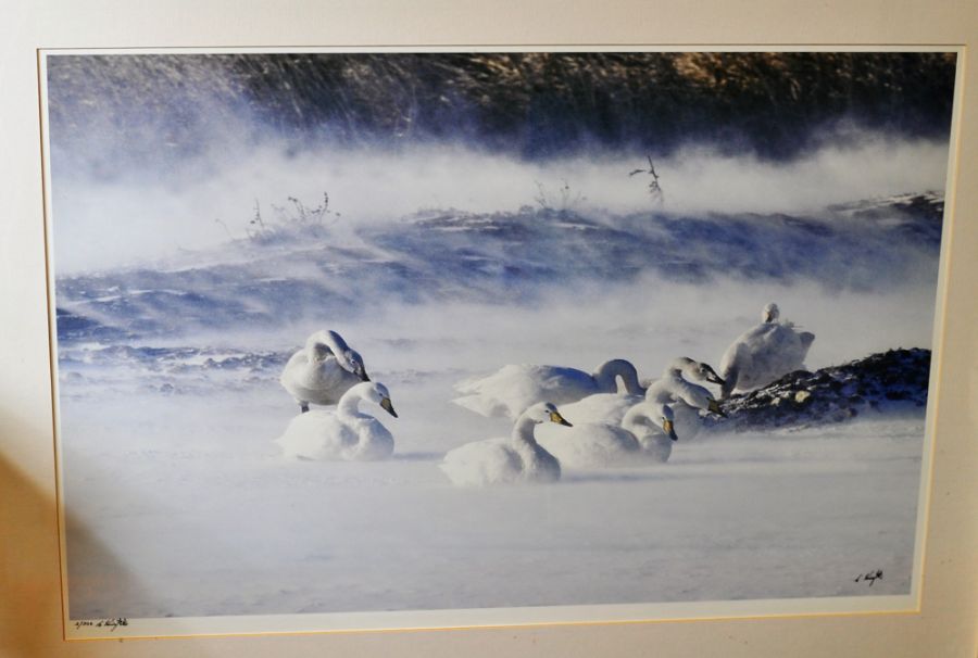 Chris Knights born 1939 in Norfolk 3/300 limited edition photographic print of winter swans signed - Image 2 of 4