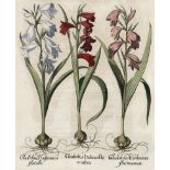 Besler, Basilius: Gladiolus italicus