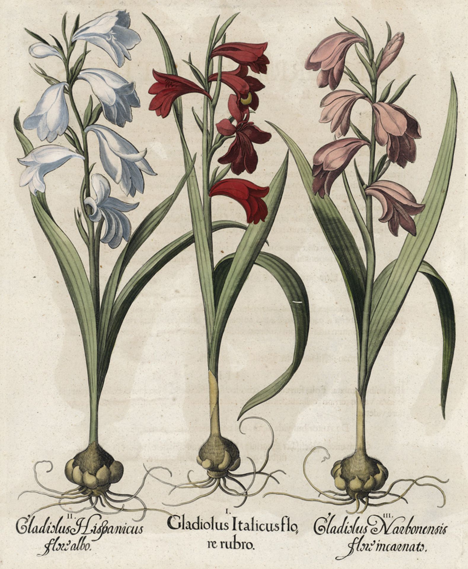 Besler, Basilius: Gladiolus italicus