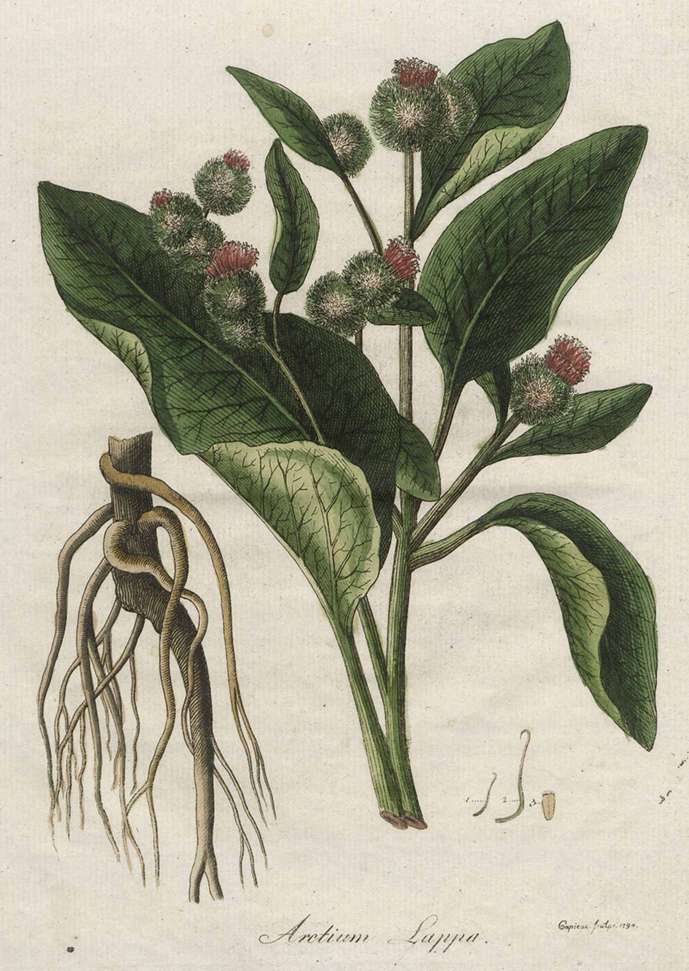 Dreves, Friedrich: Botanisches Bilderbuch für die Jugend