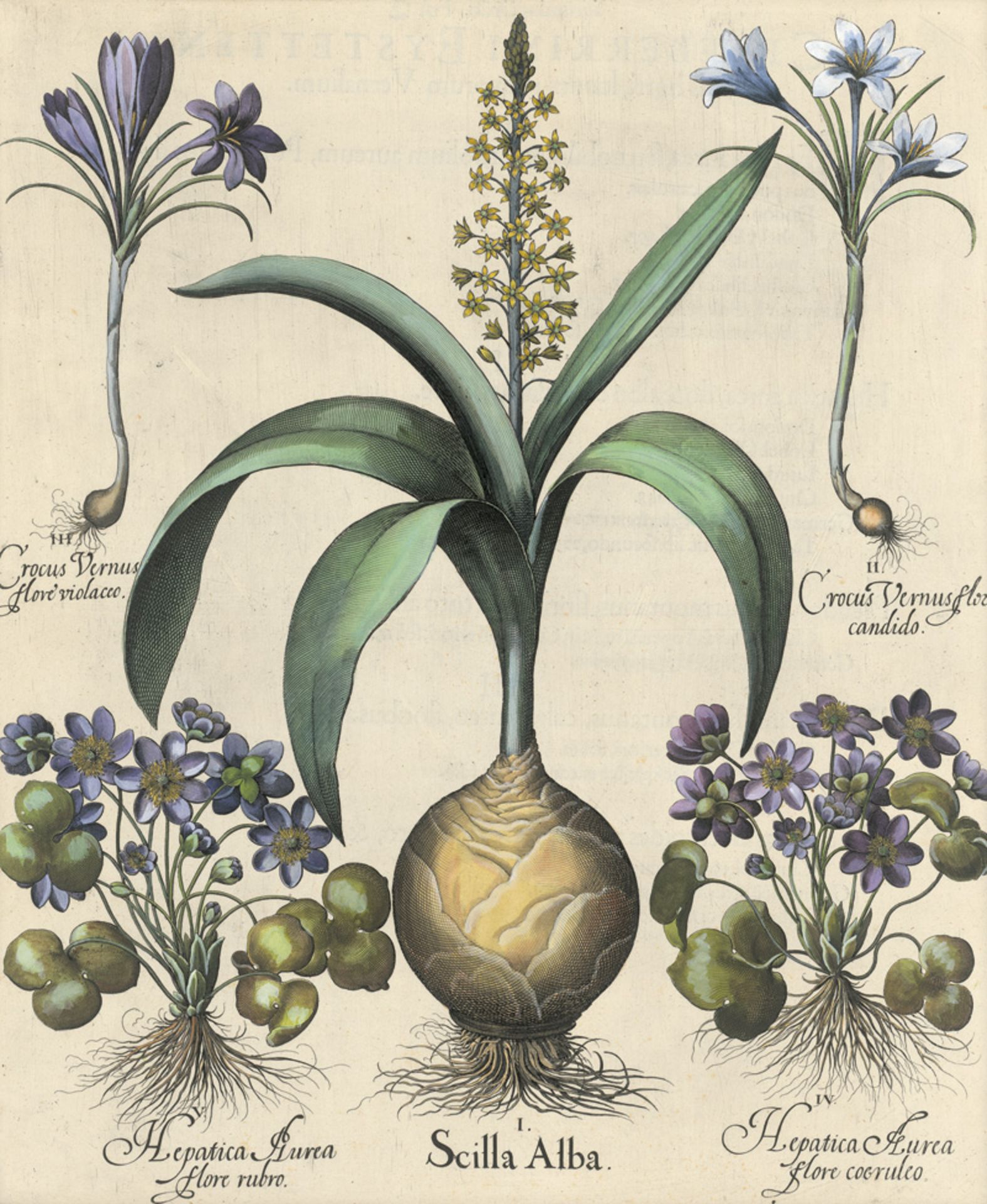 Besler, Basilius: Scilla alba