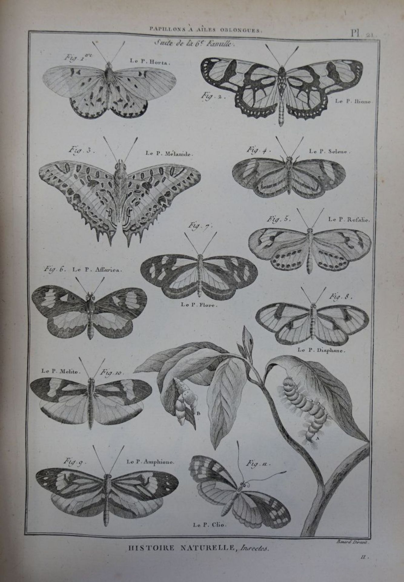 Diderot, Denis: Histoire naturelle, Insects.