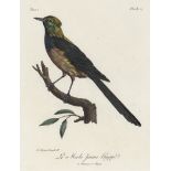 Levaillant, François: Vogeldarstellungen