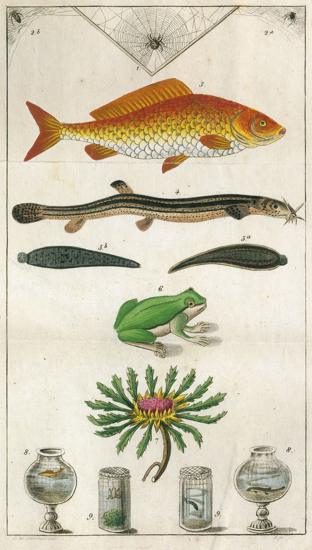 Gutmann, C. A. B.: Wetterfische, Laubfrösche, Blutegel