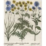 Besler, Basilius: Tanacetum inodorum