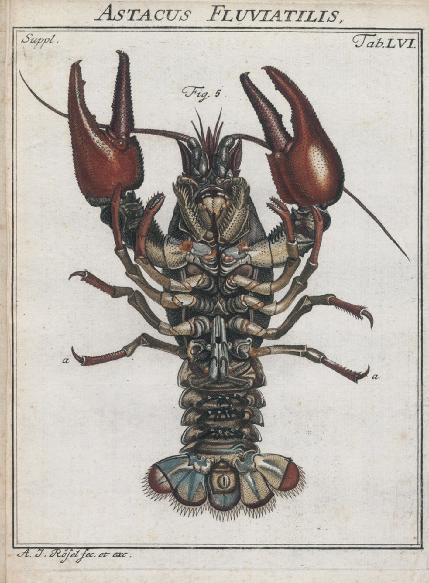 Rösel von Rosenhof, August Johann: Insecten-Belustigung. Supplement