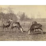 Anschütz, Ottomar: Deer and stags