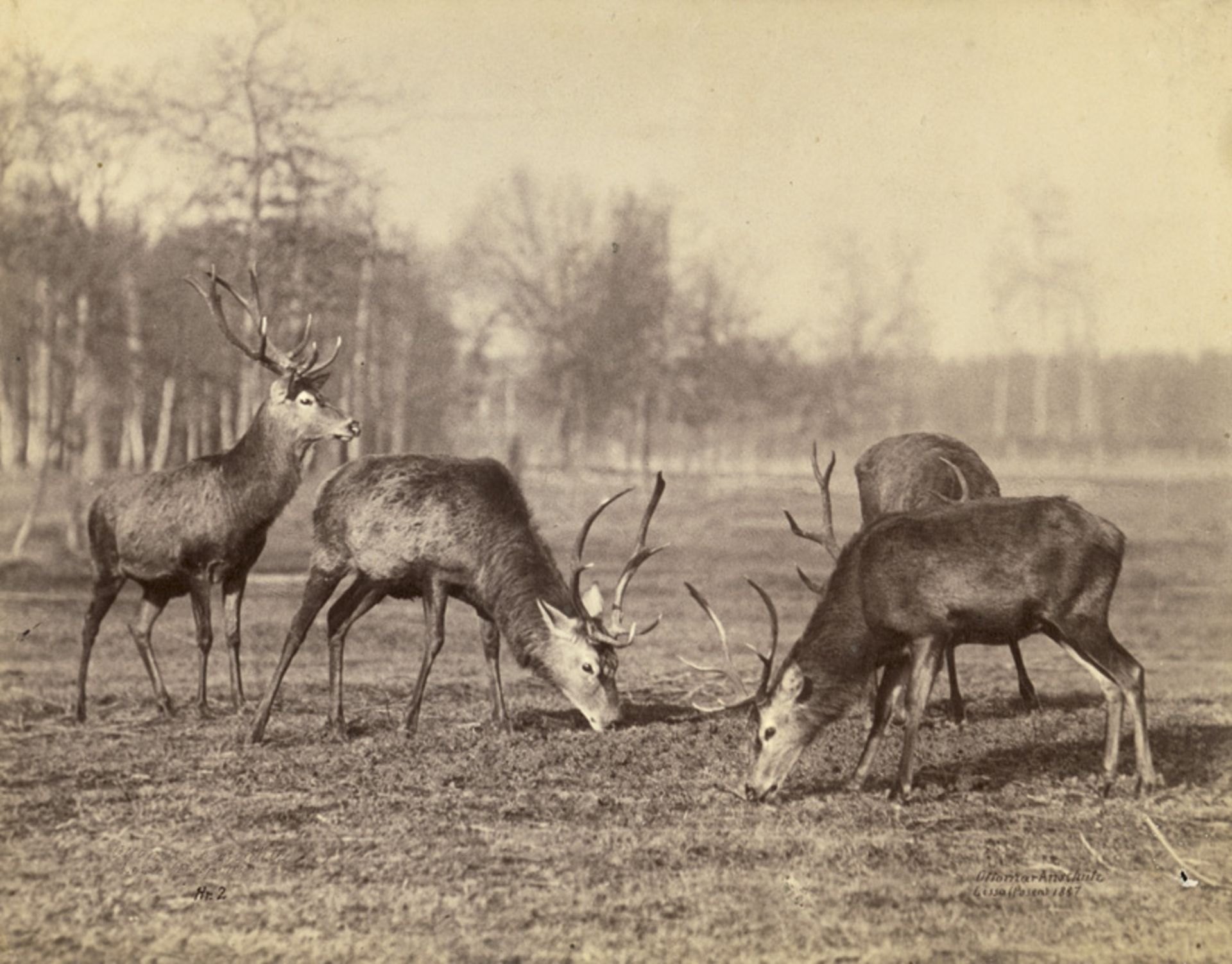 Anschütz, Ottomar: Deer and stags