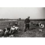 F.S.A.: Padrone supervising work of cranberry pickers, Burlingto...