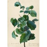 Russisch: 1868. Belaubter Hainbuchenzweig (Carpinus betulus)