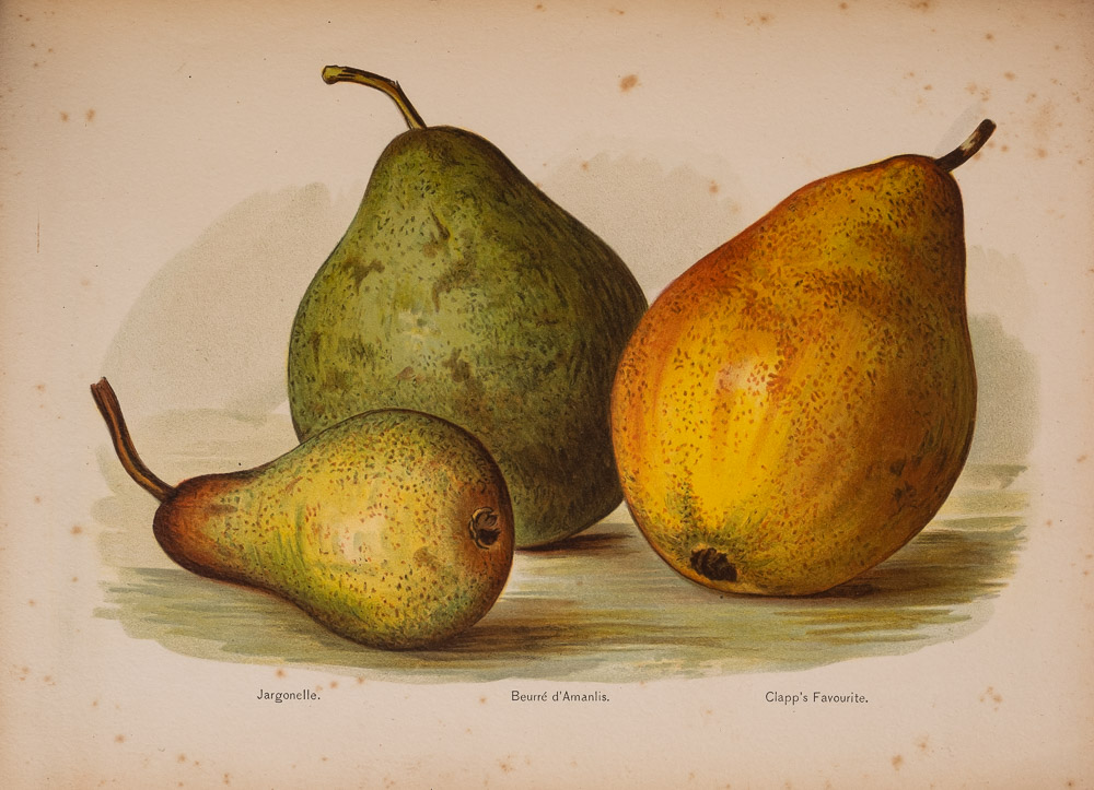 WRIGHT, John - The Fruit Grower's Guide : 6 vol. set, 45 chromo-lithograph plates, org. - Image 5 of 5