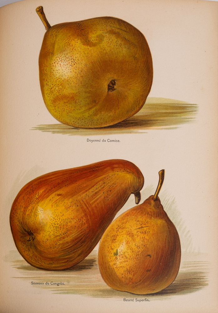 WRIGHT, John - The Fruit Grower's Guide : 6 vol. set, 45 chromo-lithograph plates, org. - Image 4 of 5