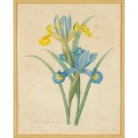REDOUTE, P. J: A pair of hand coloured botanical studies, size 290 x 220mm, f & g, c1830s.