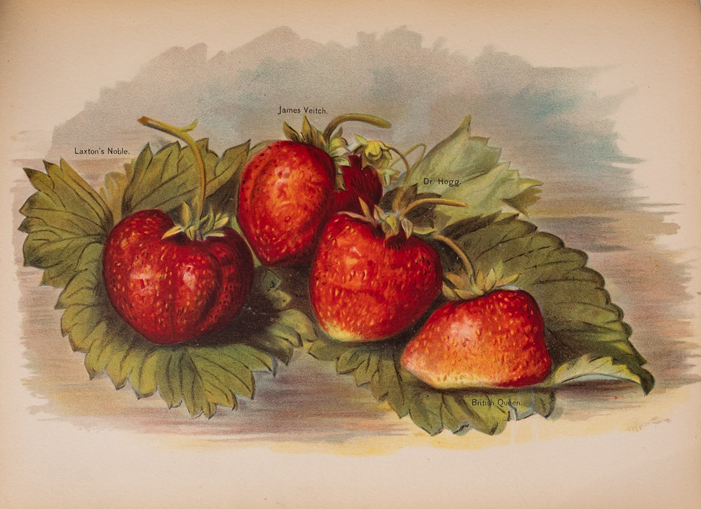 WRIGHT, John - The Fruit Grower's Guide : 6 vol. set, 45 chromo-lithograph plates, org. - Image 3 of 5