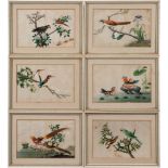 A collection of nine late 19th century Chinese ornithological paintings on rice paper: each pair