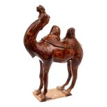 A Chinese pottery figure of a Mongolian camel: modelled in the Tang Dynasty manner standing four