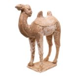 A large Chinese pottery figure of a Bactrian or Mongolian camel: modelled standing four square with