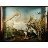 A late 19th/early 20th century cased taxidermy Pelican: naturally set with painted backboard in a