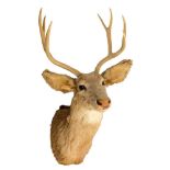 A taxidermy seven point deer's head: 94cm high,
