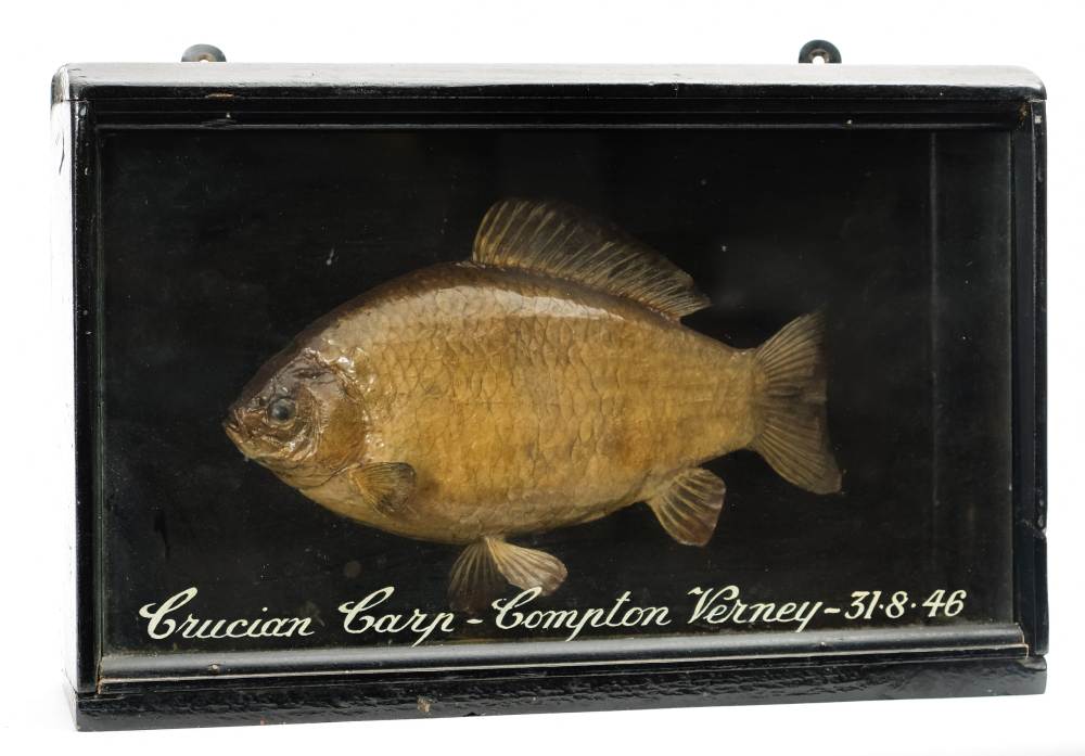 A cased taxidermy Crucian Carp:,