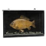 A cased taxidermy Crucian Carp:,