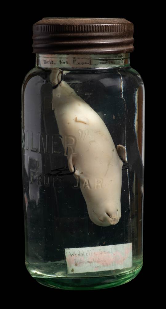 Leptonychotes weddellii (Weddell Seal) seal pup embryo mounted and preserved in a kilner jar,