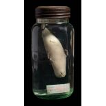 Leptonychotes weddellii (Weddell Seal) seal pup embryo mounted and preserved in a kilner jar,