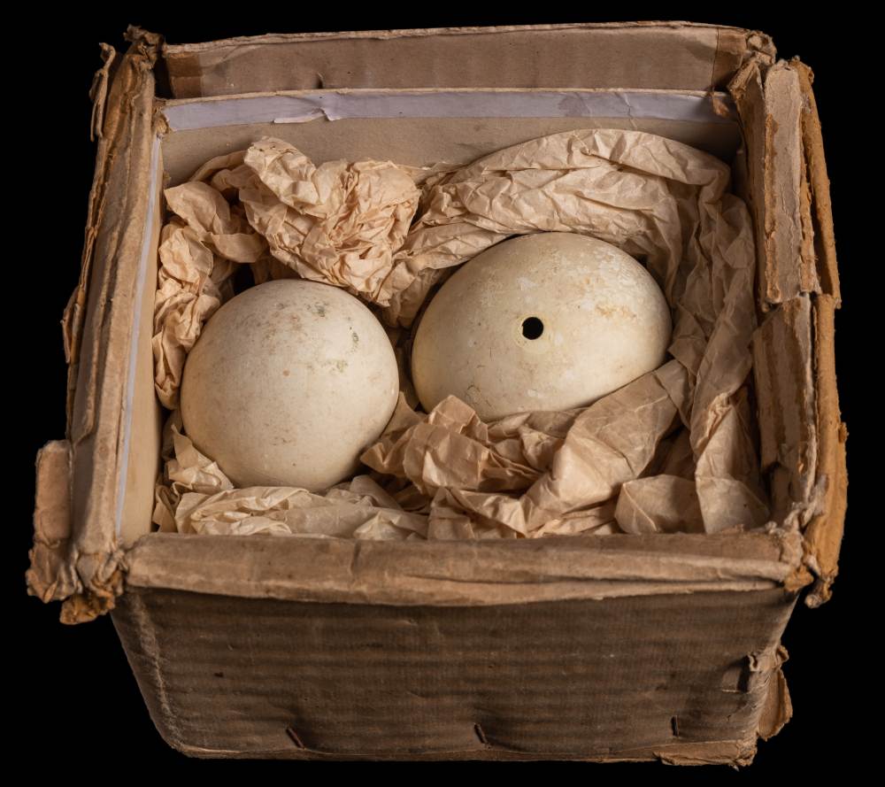 Two Penguin eggs collected as samples during the British Antarctic Expedition 1910:,