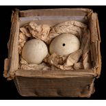 Two Penguin eggs collected as samples during the British Antarctic Expedition 1910:,