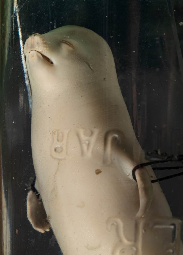 Leptonychotes weddellii (Weddell Seal) seal pup embryo mounted and preserved in a kilner jar, - Image 2 of 2